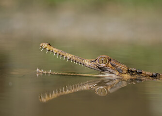 sinyulong crocodile in the water