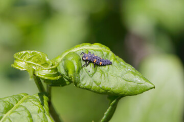 ladybug larva on a leaf rolled by feeding aphids. The larva is a useful predator hunting for aphids