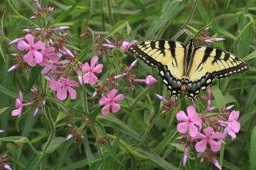 Eastern tiger swallowtail butterfly female (papilio glaucus) on prairie phlox (phlox pilosa) in spring