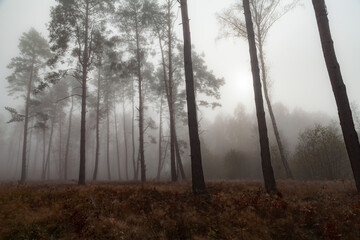 Fog in the autumn pine forest