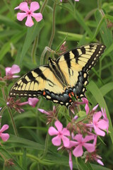 Eastern tiger swallowtail butterfly female (papilio glaucus) on prairie phlox (phlox pilosa) 