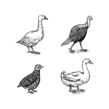 Domestic birds. Goose, duck, quail, guineafowl. Hand drawn. Engraved Farm animal. Old monochrome sketch. Retro template.