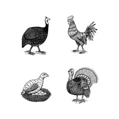Domestic Chicken bird. Turkey, guinea fowl, goose, duck, quail. Hand drawn. Engraved Farm animal. Old monochrome sketch. Retro template.