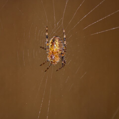 Araña