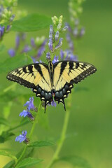 Eastern tiger swallowtail butterfly (papilio glaucus) female with blue lobelia (Lobelia siphilitica)