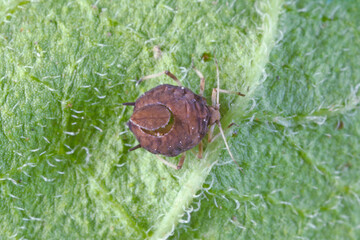 The black bean aphid (Aphis fabae) parasitized by Diaeretiella rapae (Hymenoptera: Braconidae). It is a cosmopolitan parasitoid of many species of aphids.