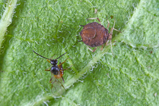 The black bean aphid (Aphis fabae) parasitized by Diaeretiella rapae (Hymenoptera: Braconidae). It is a cosmopolitan parasitoid of many species of aphids.