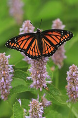 Viceroy butterfly (limenitis archippus) on anise hyssop
