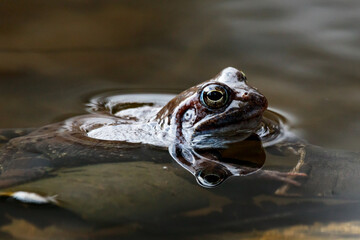 Common frog Rana temporaria swimming in water