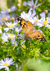 Painted Lady on flower, image 4