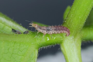 Green Lacewing (Chrysopa perla) hunting for aphids. It is an insect in the Chrysopidae family. The larvae are active predators and feed on aphids.