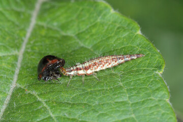 Fototapeta premium Larva of Green Lacewing (Chrysopa perla) with a hunted ladybird .