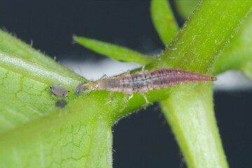 Green Lacewing (Chrysopa perla) hunting for aphids. It is an insect in the Chrysopidae family. The...