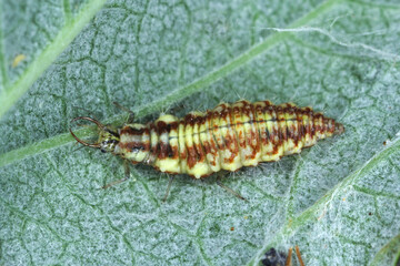 Green Lacewing (Chrysopa perla) hunting for aphids. It is an insect in the Chrysopidae family. The larvae are active predators and feed on aphids and other small insects.