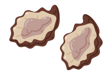 Oyster as Salt-water Bivalve Mollusc Seafood and Fresh Sea Product Vector Illustration