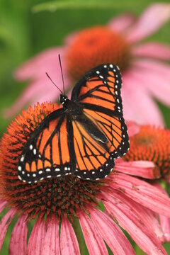 Viceroy butterfly (limentis archippus) on purple coneflower echinacea