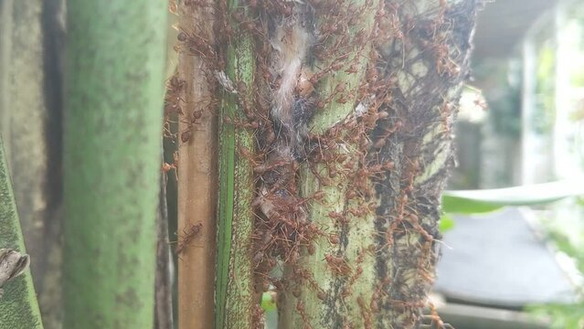 How group ants Rangrang build their nest 