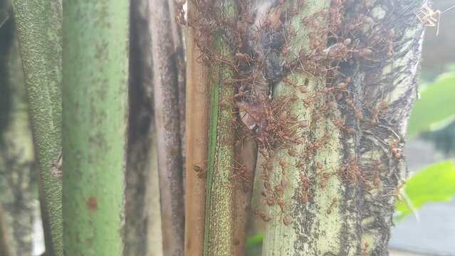 How group ants Rangrang build their nest 