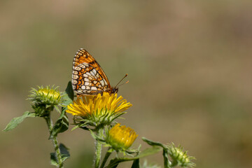 Fototapeta na wymiar tiny butterfly perched on yellow flower