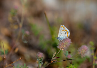 little butterfly resting on a flower, Plebejus argyrognomon