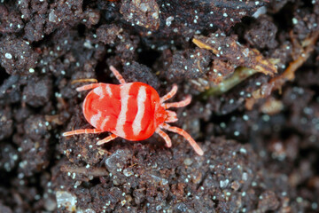 Red Velvet Mite or Rain Bug (Trombidiidae) walking on the ground.