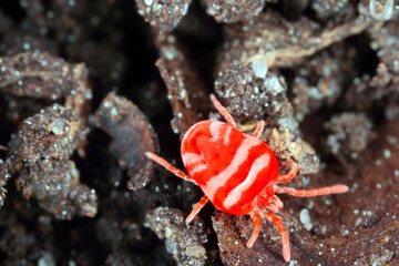 Red Velvet Mite or Rain Bug (Trombidiidae) walking on the ground.