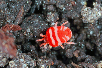 Red Velvet Mite or Rain Bug (Trombidiidae) walking on the ground.