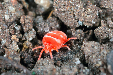 Red Velvet Mite or Rain Bug (Trombidiidae) walking on the ground.