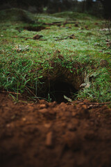 Close up shot of a fox hole in the countryside in the morning. It is surrounded by grass.