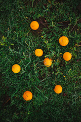 Fototapeta na wymiar High angle shot of some fallen oranges on grass in the morning