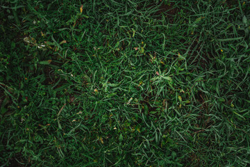 Naklejka na ściany i meble High angle close up shot of green wet grass ground in the morning. Copy space shot.
