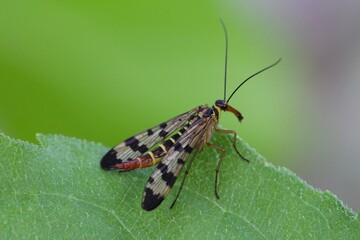 Panorpa communis is the common scorpionfly a species of scorpionfly. It’s are useful insects that eat plant pests.
