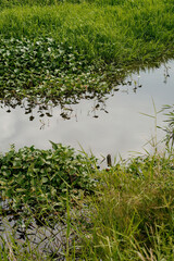 Water irrigation full of creepers at the rice paddy field.