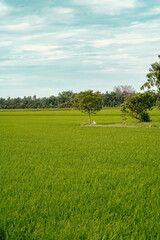 Green paddy field with trees.
