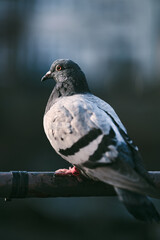 Pigeon sitting on rail. High quality photo