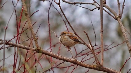 sparrow on branch