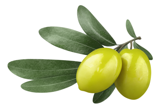 Olive branch cut out