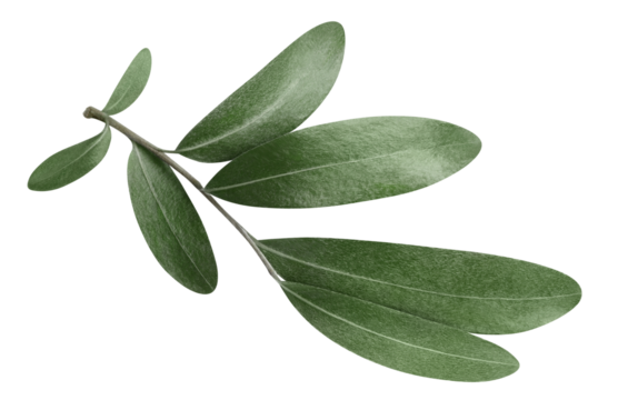 Olive branch cut out