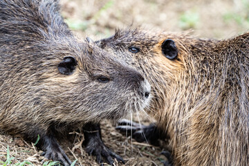nutrias playing together in the nature