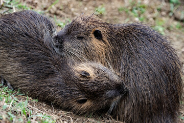 close up of nutrias coupling in the grass