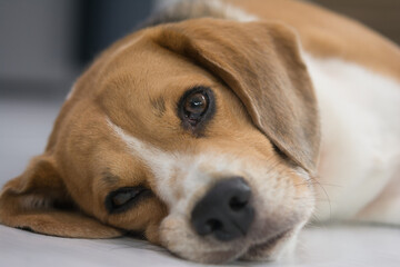 Closeup of sad beagle dog face, Sick dog, Beagle lying on the floor