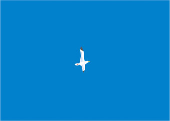 青空に飛ぶ1羽のオオセグロカモメ07