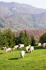 Fototapeta premium Sheep graze in a pasture in the mountains