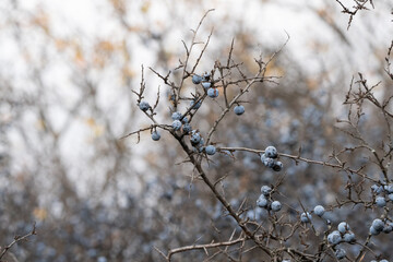 blueberries on the branch of tree