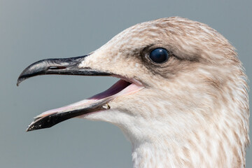 herring gull larus argentatus young head portrait