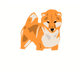 Shiba inu vector image