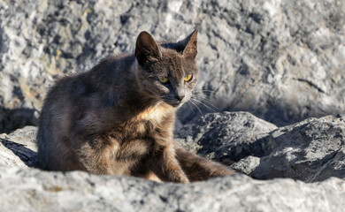 the gray cat is located among the stones and is busy putting himself in order
