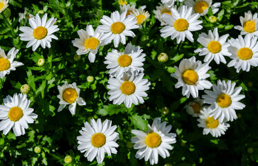 white daisies close-up on a sunny day good background for a postcard