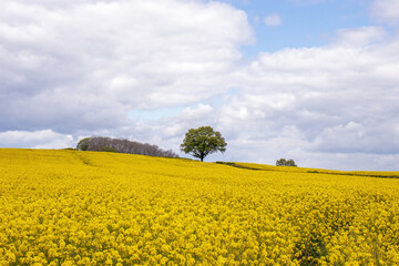 Fototapeta premium Canola crops in the summertime.