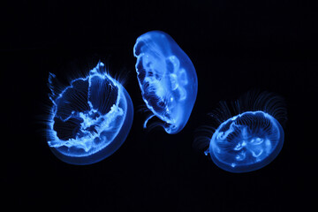 Jellyfish floating in the water of the aquarium. © Namsun